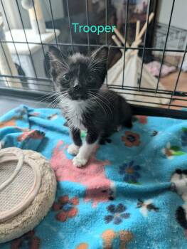 Trooper -  Domestic Short Hair Cat for Adoption in Shrewsbury, Massachusetts - Trooper | PetCurious