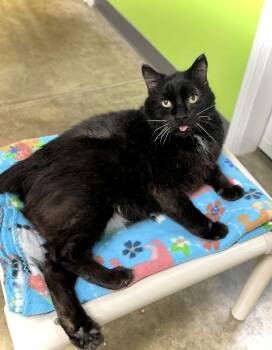 Wants Pets Please -  Domestic Short Hair Cat for Adoption in Estherville, Iowa - Wants Pets Please | PetCurious