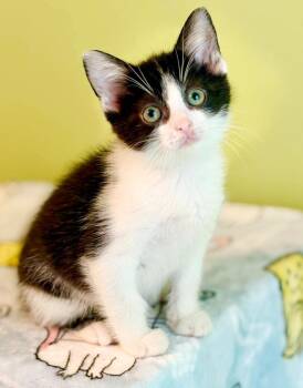 Texas is a tiny poofy treasure - NO TAIL - MANX -  Manx and Tuxedo Cat for Adoption in Bedford Hills, New York - Texas Is A Tiny Poofy Treasure - NO TAIL - MANX | PetCurious