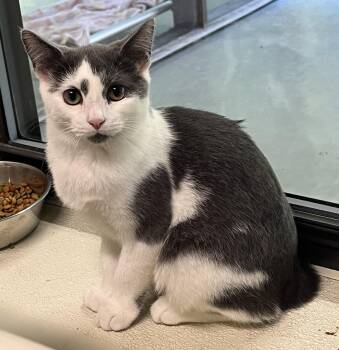 Rescue American Bobtail Cats for Adoption in Cashiers, North Carolina - Anna | PetCurious