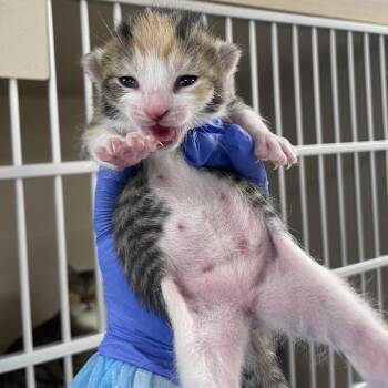 Domestic Short Hair Cats Available for Adoption in New York, New York - Manhattan | PetCurious