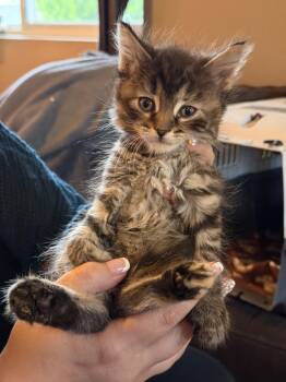 Domestic Long Hair and Tabby Cats Available for Adoption in Poplar Grove, Illinois - Daphne Bridgerton | PetCurious
