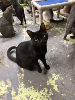 Rescue Domestic Short Hair Cats for Adoption in Jackson, Mississippi - Ferrari | PetCurious