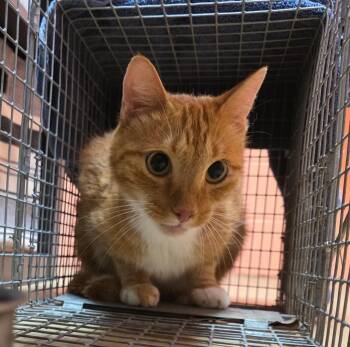 Captain Artemis -  Domestic Medium Hair Cat for Adoption in Rockport, Texas - Captain Artemis | PetCurious