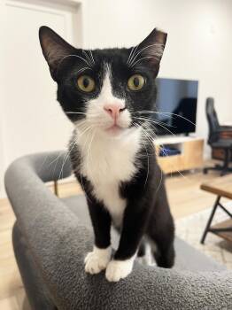 Rescue Domestic Short Hair Cats for Adoption in Philadelphia, Pennsylvania - Macauley Master | PetCurious