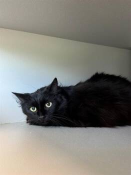 Domestic Short Hair Cats Available for Adoption in Kalamazoo, Michigan - DASH | PetCurious