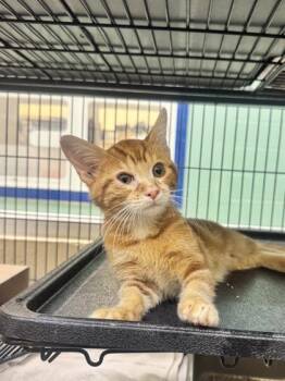 Dunkaroo -  Domestic Short Hair Cat for Adoption in Vero Beach, Florida - Dunkaroo | PetCurious