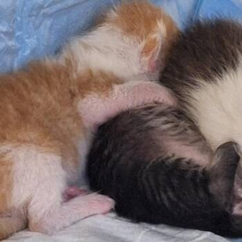Domestic Short Hair Cats Available for Adoption in Montgomery, Alabama - Pluto | PetCurious
