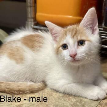 Blake -  Domestic Short Hair Cat for Adoption in High View, West Virginia - Blake | PetCurious