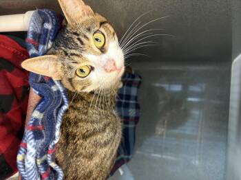 Buggy -  Tabby Cat Available for Adoption in Oberlin, Ohio - Buggy | PetCurious