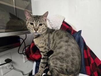 Lightning Mcqueen -  Domestic Short Hair Cat for Adoption in West Chester, Pennsylvania - Lightning Mcqueen | PetCurious