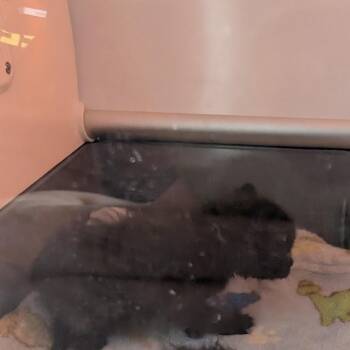 Kirigami -  Domestic Short Hair Cat for Adoption in Matteson, Illinois - Kirigami | PetCurious