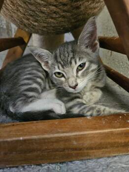 Mickey -  Domestic Short Hair Cat for Adoption in Ontario, California - Mickey | PetCurious