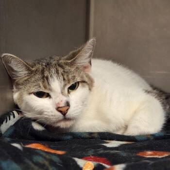 Domestic Long Hair Cats Available for Adoption in Ocala, Florida - Rae Rae | PetCurious