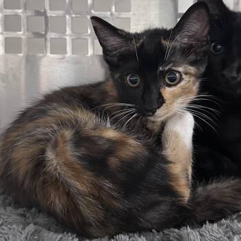 Mable -  Domestic Short Hair Cat for Adoption in Mount Vernon, Indiana - Mable | PetCurious