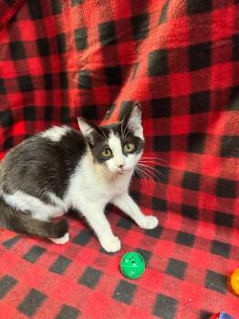 Fanta -  Domestic Short Hair Cat for Adoption in Shelbyville, Tennessee - Fanta | PetCurious