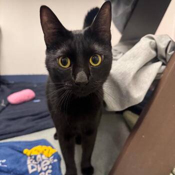 Domestic Short Hair Cats Available for Adoption in West Palm Beach, Florida - Papas | PetCurious