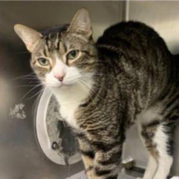 Domestic Short Hair Cats Available for Adoption in Dekalb, Illinois - Charlie | PetCurious