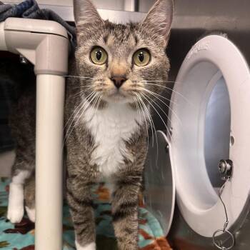 Cello -  Domestic Short Hair Cat for Adoption in Brockton, Massachusetts - Cello | PetCurious