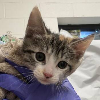Daffodil -  Domestic Short Hair Cat for Adoption in League City, Texas - Daffodil | PetCurious
