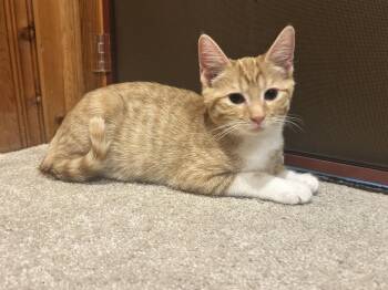 Bonsai - KITTEN in foster -  Domestic Short Hair Cat for Adoption in Alexandria, Virginia - Bonsai - KITTEN In Foster | PetCurious