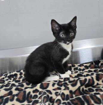 Rescue Domestic Short Hair Cats for Adoption in Dickson, Tennessee - Drizzle | PetCurious