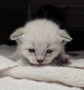 Finn -  Siamese Cat for Adoption in Vancouver, Washington - Finn | PetCurious