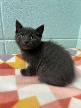 Domestic Short Hair Cats Available for Adoption in Spruce Pine, North Carolina - Mr.Pibb | PetCurious