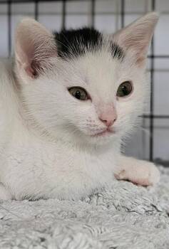 Tater Ray -  Domestic Short Hair Cat for Adoption in Lovingston, Virginia - Tater Ray | PetCurious