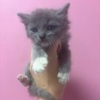 Ashton -  Domestic Long Hair Cat for Adoption in Webster, Texas - Ashton | PetCurious