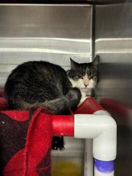 Meesha -  Domestic Short Hair Cat for Adoption in Cincinnati, Ohio - Meesha | PetCurious