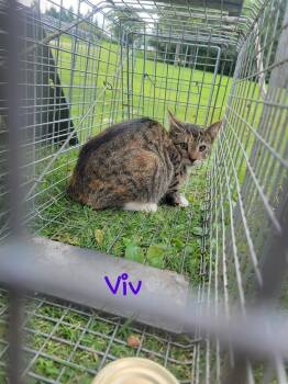 Viv -  Domestic Short Hair Cat for Adoption in Lorain, Ohio - Viv | PetCurious
