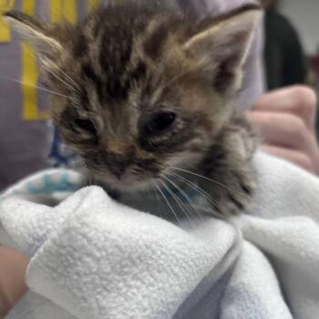Domestic Medium Hair Cats Available for Adoption in Summerville, South Carolina - Bell Grande | PetCurious
