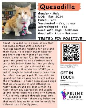 Quesadilla -  Domestic Short Hair Cat for Adoption in Eugene, Oregon - Quesadilla | PetCurious