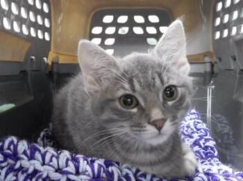 MATEO -  Domestic Short Hair Cat for Adoption in Omaha, Nebraska - MATEO | PetCurious