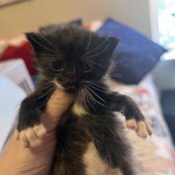Kiko Killarney -  Domestic Short Hair Cat for Adoption in Fredericksburg, Virginia - Kiko Killarney | PetCurious