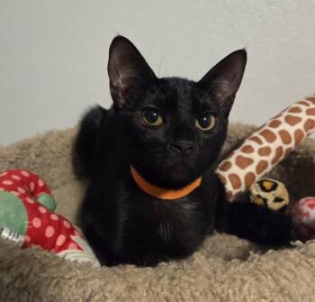 Domestic Short Hair Cats Available for Adoption - Wendoly | PetCurious