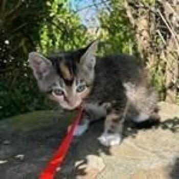 Domestic Short Hair Cats Available for Adoption in Wilmington, Delaware - Penelope | PetCurious