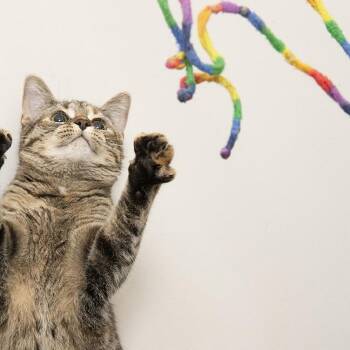 Rescue Torbie Cats for Adoption in Chicago, Illinois - Mimi | PetCurious