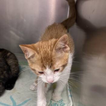 Space Invader -  Domestic Short Hair Cat for Adoption in Mentor, Ohio - Space Invader | PetCurious