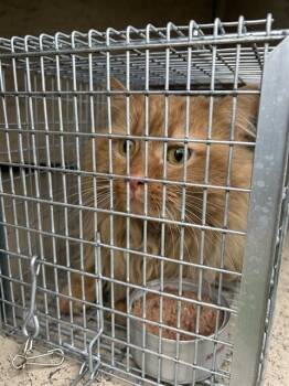 RUSTY JAMES -  Domestic Long Hair Cat for Adoption in Louisville, Kentucky - RUSTY JAMES | PetCurious