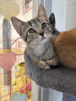 Frankie -  Domestic Short Hair Cat for Adoption in Bowling Green, Ohio - Frankie | PetCurious
