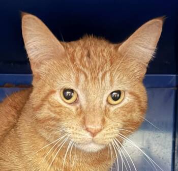 Morris -  Domestic Short Hair Cat for Adoption in Sault Ste. Marie, Michigan - Morris | PetCurious
