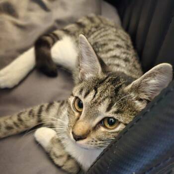 Sweetie B -  Domestic Short Hair Cat for Adoption in Knoxville, Tennessee - Sweetie B | PetCurious