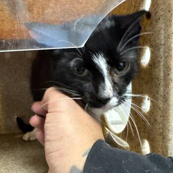 Domestic Short Hair Cats Available for Adoption - Nena | PetCurious