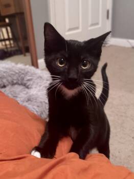 Boo -  Domestic Short Hair Cat for Adoption in Hillsborough, North Carolina - Boo | PetCurious