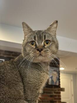 Meshmesh (British Shorthair) -  British Shorthair Cat for Adoption in Fairfax, Virginia - Meshmesh (British Shorthair) | PetCurious