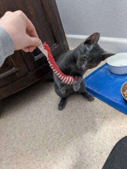 Georgie (and Lenny) -  Domestic Short Hair Cat for Adoption in Seattle, Washington - Georgie (and Lenny) | PetCurious