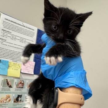Summer -  Domestic Short Hair Cat for Adoption in Columbiana, Alabama - Summer | PetCurious