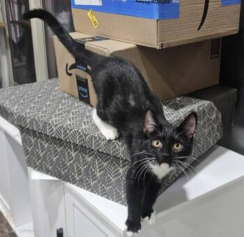 Phyllis -  Domestic Medium Hair Cat for Adoption in Phoenix, Arizona - Phyllis | PetCurious